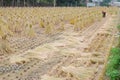 Farmer tied paddy straw by a bunch .