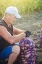 Farmer ties a mesh bag of potatoes. Harvesting potatoes on farm plantation. Preparing food supplies. Growing, collecting, sorting Royalty Free Stock Photo