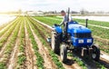 Farmer tillage cultivates a field plantation of young Riviera potatoes. Fertilizer with nitrate and plowing soil for further