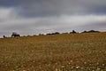 A farmer tills a field on a hill in Lower Sheering Essex. Late autumn and rain is expected.