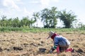 Farmer in tobacco field