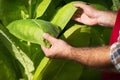 Farmer on the tobacco field