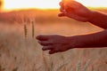 farmer touch wheat field and check out,Wheat ears in the hand.Harvest concept Royalty Free Stock Photo