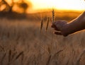 farmer touch wheat field and check out,Wheat ears in the hand.Harvest concept Royalty Free Stock Photo