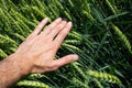 The farmer touches the green ears of wheat with his hand. Checking cereal crops Royalty Free Stock Photo