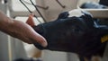 Farmer touching calf head close up. Small black white cow licking man hand. Royalty Free Stock Photo