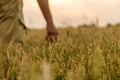 Farmer touching his crop with hand in a golden wheat field. Harvesting, organic farming concept Royalty Free Stock Photo