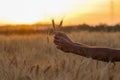 Farmer touching his crop with hand in a golden wheat field. Harvesting, organic farming concept Royalty Free Stock Photo