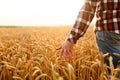 Farmer touching his crop with hand in a golden wheat field. Harvesting, organic farming concept Royalty Free Stock Photo