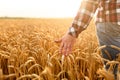 Farmer touching his crop with hand in a golden wheat field. Harvesting, organic farming concept Royalty Free Stock Photo