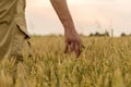 Farmer touching his crop with hand in a golden wheat field. Harvesting, organic farming concept. Selective focus Royalty Free Stock Photo