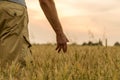 Farmer touching his crop with hand in a golden wheat field. Harvesting, organic farming concept. Selective focus.Farmer touching Royalty Free Stock Photo