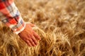 Farmer touching ripe wheat ears with hand walking in a cereal golden field on sunset. Agronomist in flannel shirt Royalty Free Stock Photo