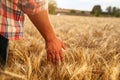 Farmer touching ripe wheat ears with hand walking in a cereal golden field on sunset. Agronomist in flannel shirt Royalty Free Stock Photo