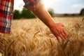 Farmer touching ripe wheat ears with hand walking in a cereal golden field on sunset. Agronomist in flannel shirt Royalty Free Stock Photo