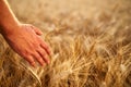 Farmer touching ripe wheat ears with hand walking in a cereal golden field on sunset. Agronomist in flannel shirt Royalty Free Stock Photo