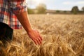 Farmer touching ripe wheat ears with hand walking in a cereal golden field on sunset. Agronomist in flannel shirt Royalty Free Stock Photo