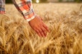 Farmer touching ripe wheat ears with hand walking in a cereal golden field on sunset. Agronomist in flannel shirt Royalty Free Stock Photo