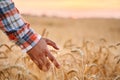 Farmer touching ripe wheat ears with hand walking in a cereal golden field on sunset. Agronomist in flannel shirt Royalty Free Stock Photo