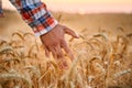 Farmer touching ripe wheat ears with hand walking in a cereal golden field on sunset. Agronomist in flannel shirt Royalty Free Stock Photo