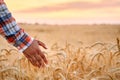 Farmer touching ripe wheat ears with hand walking in a cereal golden field on sunset. Agronomist in flannel shirt Royalty Free Stock Photo