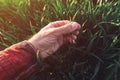 Farmer touching wheatgrass crops in field