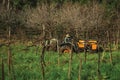 Farmer on a tractor amid rows of grapevines Royalty Free Stock Photo