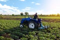 A farmer on a tractor cultivates a potato plantation. Plantation care. Agroindustry and agribusiness. Farm machinery. Plowing