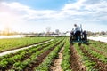 A farmer on a tractor cultivates the soil on the plantation of a young potato of the Riviera variety Type. Agricultural farm field