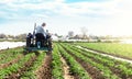 A farmer on a tractor cultivates the soil on the plantation of a young potato of the Riviera variety Type. Loosening the soil Royalty Free Stock Photo