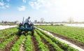 Farmer on a tractor loosens compacted soil between rows of potato bushes. Improving quality of ground to allow water and nitrogen Royalty Free Stock Photo