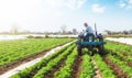 A farmer on a tractor loosens the soil and removes weeds on a potato plantation. Improving air access and water holding capacity.