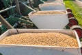 Farmer with tractor seeding - sowing soy crops at agricultural f Royalty Free Stock Photo