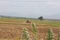 Farmer with tractor and trailer ploughing the field