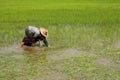 Farmer transplant rice seedlings