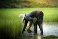 farmer transplant rice seedlings in rice field