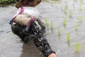 Farmer transplant rice seedlings