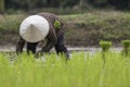 farmer transplant rice seedlings in rice field Royalty Free Stock Photo