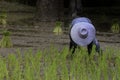 farmer transplant rice seedlings in rice field Royalty Free Stock Photo