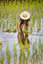 Farmer transplanting rice seedlings in paddy field