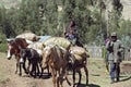 Farmer transporting grain with donkey and horses Royalty Free Stock Photo