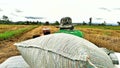 Farmer trucking rice to the tractor.