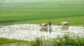 A Farmer with two bullocks in rice farm