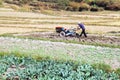 Farmer use agriculture machine mini tractor preparing land