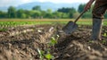 A farmer uses a shovel to inspect the quality of soil in a field where biofuel crops are being grown. In the background