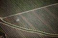 A farmer sprays dormant oil on a an apple orchard.