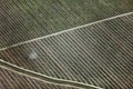 A farmer sprays dormant oil on a an apple orchard.