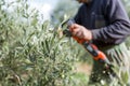 farmer using a batterypowered pruner in an olive grove Royalty Free Stock Photo