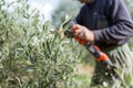 farmer using a batterypowered pruner in an olive grove