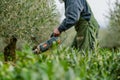 farmer using a batterypowered pruner in an olive grove